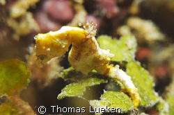 found in Lembeh; d200 by Thomas Lueken 